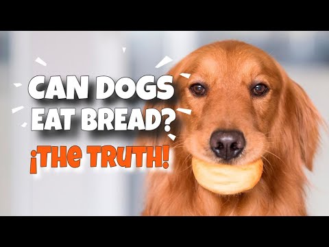 CAN DOGS EAT BREAD? 🐶🍞¡The Brutal Truth!