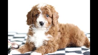 Video preview image #1 Cavapoo Puppy For Sale in BIRD IN HAND, PA, USA