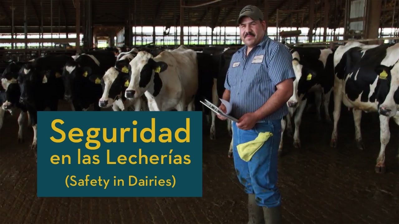 Seguridad en las lecherias (Safety in Dairies Training Program)