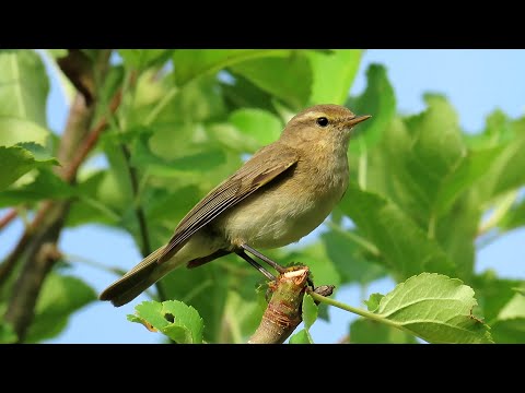 1410. Budníček menší, Chiffchaff comum, Zilpzalp, Tjiftjaf, Пеночка-теньковка, Pierwiosnek