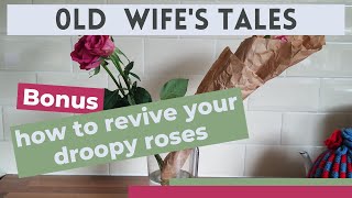How to revive your droopy roses | an experiment