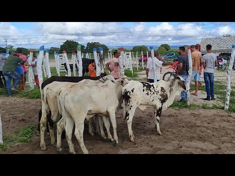 feira de gado em Jurema-Pe 13/4/2024 #nordeste #agro #pecuaria #sindi