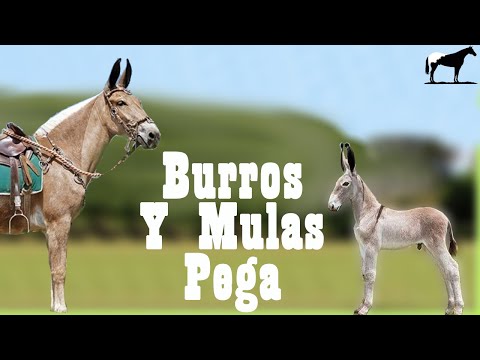 Pega "Burros Y Mulas" (Orejones De Brasil)🐴-Del Cerro Soy