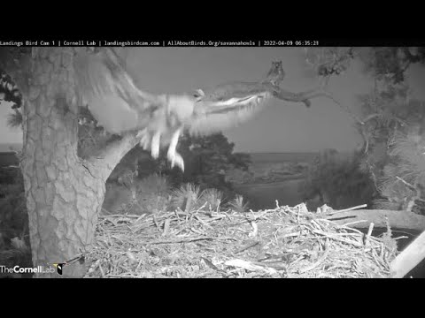 Savannah GHO Nest - Owlet done a successful fly-jump