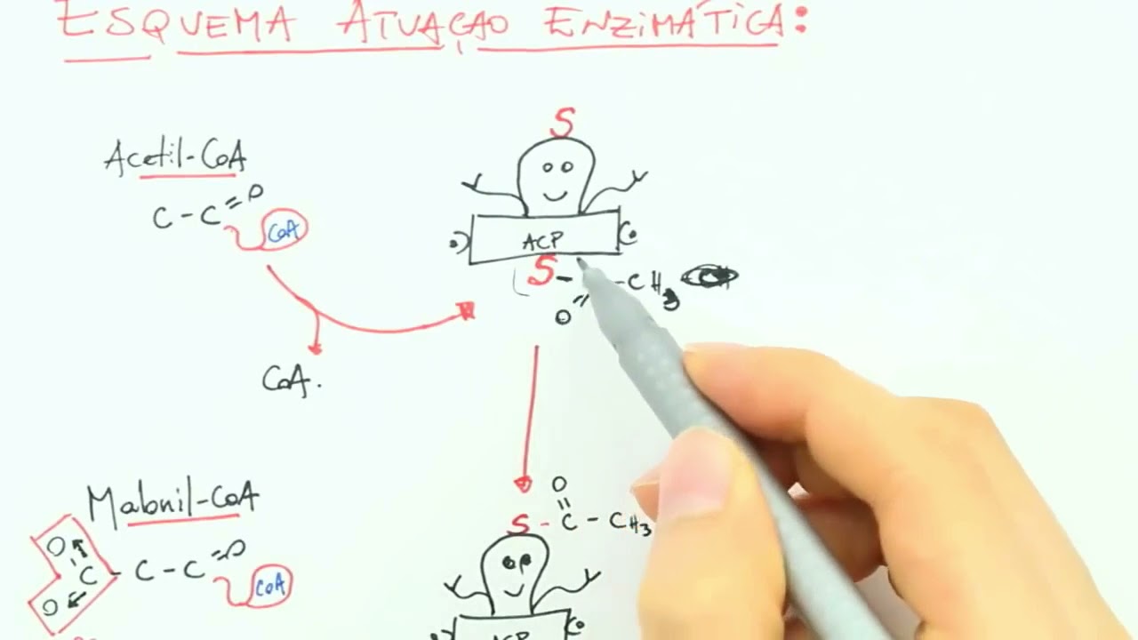 REGULAÇÃO ENZIMÁTICA LIPOGÊNESE - BIOQUÍMICA FÁCIL