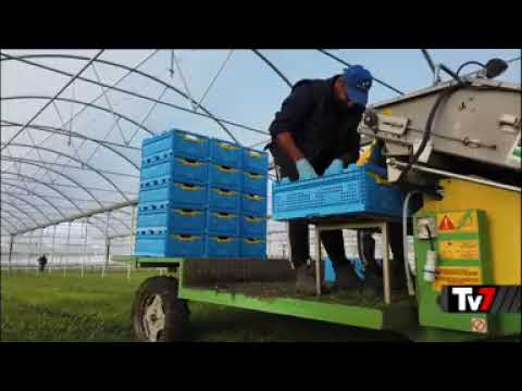 TV7 RAI1 - Coronavirus, le ricadute economiche in Campania con i produttori Cia