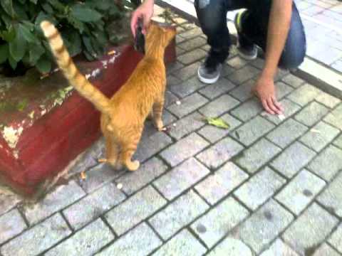 ENAS GATOS TOY DROMOY