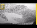 Flight of the Starlings: Watch This Eerie but Beautiful Phenomenon | Short Film Showcase