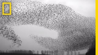 Flight of the Starlings: Watch This Eerie but Beau