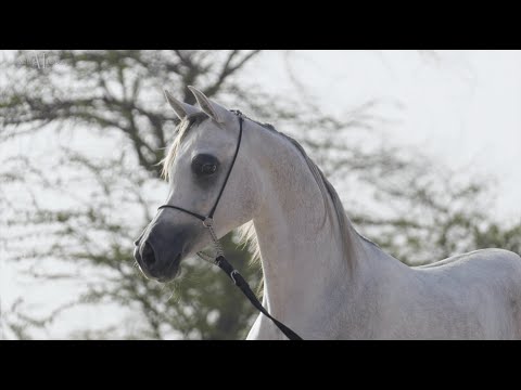 🌸 NADIRAH AL ALIA 🌸 (NASSER AL RAYYAN x RAYA AL RAYYAN), 2021 filly