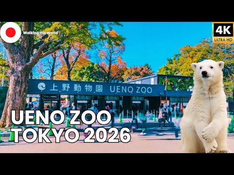 Ueno Zoo Tokyo 2026 🇯🇵 | 4K Walking Tour Inside Japan’s Famous Zoo
