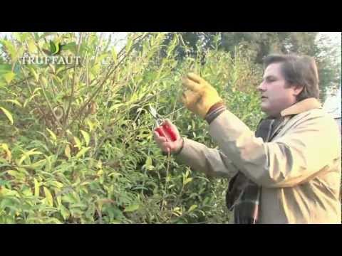 comment monter dans un arbre pour elaguer