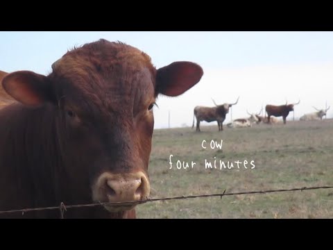 Cow Four Minutes