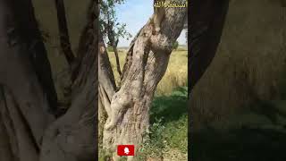 khoobsorat Qabristan|2kind|travelling vlogs|5grain