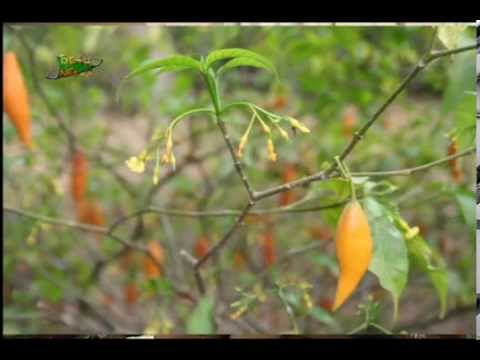 16/10/2013 - Planta cura dependência química