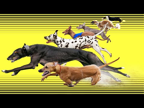 牧羊犬トップ10