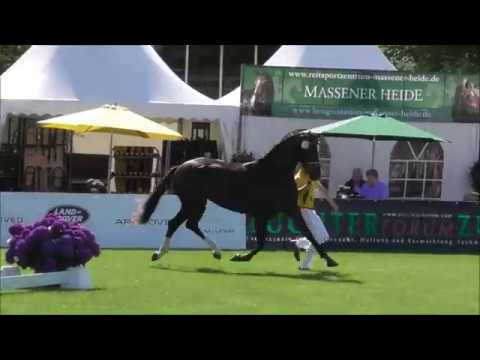 HannPrA Donatella von Diamond Hit - Fürst Heinrich