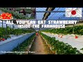 Unlimited Eating strawberry in Japan| picking and eating inside the farmhouse