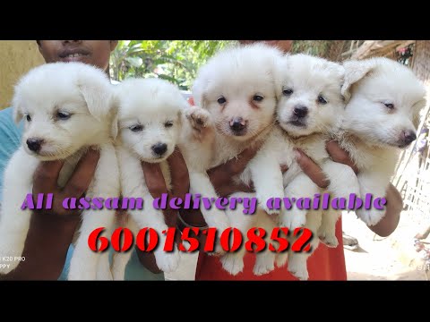 German spitz puppy delivery Nazira