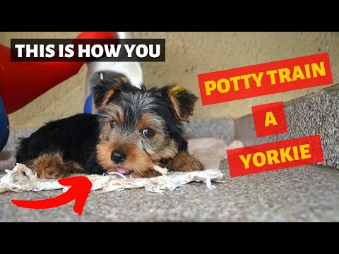 3rd YouTube video about are yorkies hard to train