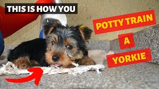 How Should you Potty Train a Yorkshire Terrier? This is the Secret Tips that No one Tells you..