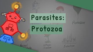 Parasites: Protozoa (classification, structure, life cycle)