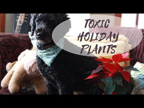 Poinsettia Safe For Dogs and Cats?