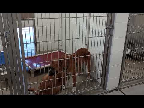 Lotus black Rest in Peace A861864 Scooby 2y A820303 kennel 229 Harry's haven PACC shelter Heavenly93