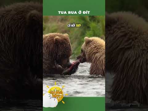Có tua rua ở đít