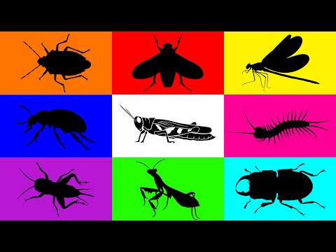 Insect: Cicada, Weevil, Cricket, Centipede, Stink Bug, Mantis, Grasshopper, Dragonfly, Stag Beetle..