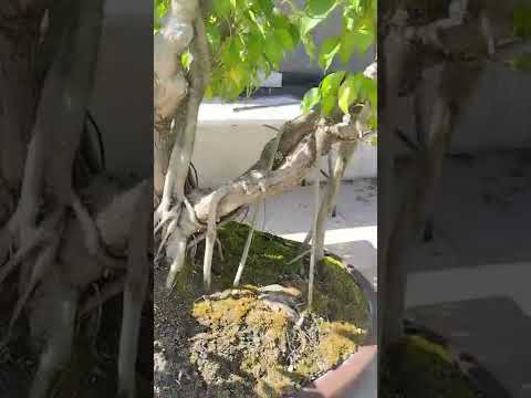 bonsais en tampa Florida 2022(1)