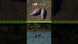 Hippos #shorts #ngscience