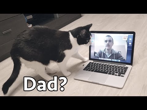 Video Сhat. The cat is looking for Daddy