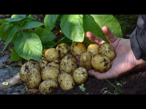 ODLA POTATIS I KRUKA - tips och råd