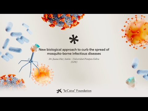 New approach to curb the spread of mosquito-borne diseases. Juana Díez-Antón | CaixaResearch '23