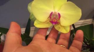 Water culture orchids, answering viewer questions and brief update