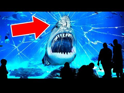 Why No Aquarium In the World Has a Great White Shark?