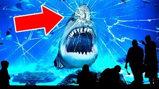 Why No Aquarium In the World Has a Great White Shark?