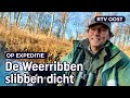 Boswachter Jeroen gaat strijd aan met plant uit aquarium | RTV Oost