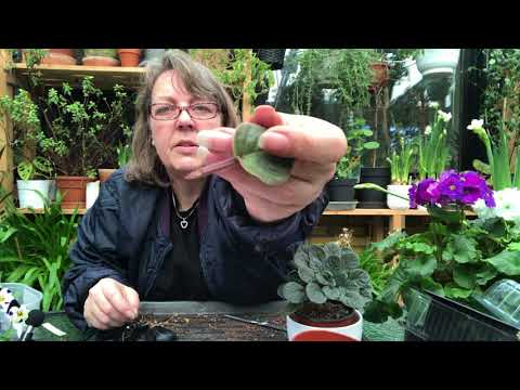 Saintpaulia - Afrikansk Viol - Usambaraviol som jeg, tager bladstiklinger af den.