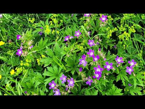 Solo Hay Una Para Mi - by Semino Rossi.      Wildflowers in the Alps