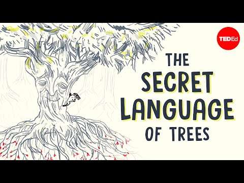 The secret language of trees - Camille Defrenne and Suzanne Simard