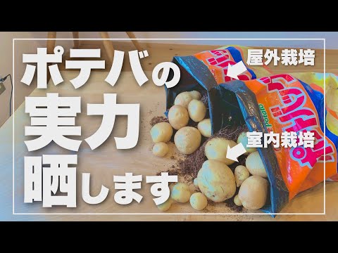 , title : '【完全網羅】ポテトバッグ栽培 収穫量の決め手は◯◯？ ジャガイモ袋栽培'