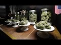 Marijuana money: $21 million in Colorado weed ...