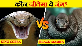 King Cobra और Black Mamba के बीच म