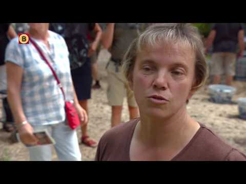 Tip van het kruidenvrouwtje: de citroenverbena