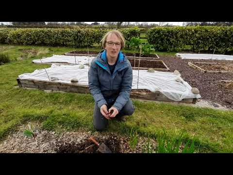 Oca- South American root vegetable