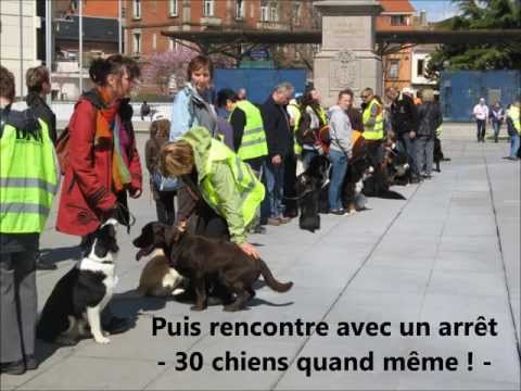comment prendre le tgv avec un chien