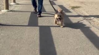 Video preview image #1 Skye Terrier-Unknown Mix Puppy For Sale in Corona, CA, USA