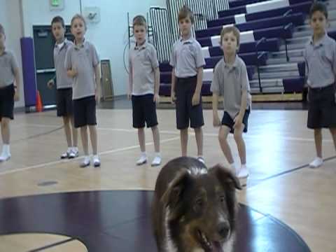 Promotional video thumbnail 1 for Soccer Dogs / Soccer Collies